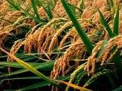 Agricoltura: “pesticidi concimi chimici sono vantaggiosi”