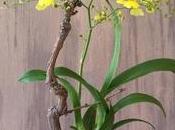 Orchidea Oncidium