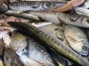 pesce: miniera nutrienti alleati della salute