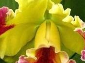 Orchidee Cattleya