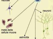 staminali diventano killer cellule tumorali