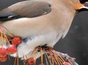 Anche uccelli ubriacano volte!