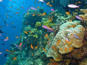 Allarme Coralli Pacifico: scoloriscono causa delle temperature