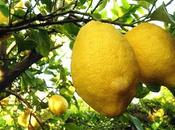 Olio essenziale limone maschile