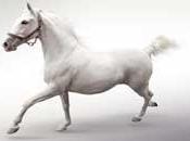 Cavallo Bianco della Contessa Katrina