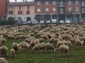 Pecore Canonica d'Adda #animal #city #photooftheday #canonicadadda #pecore #città