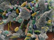 Come avviene protezione batteri dagli antibiotici