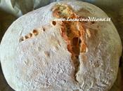 Pane Bianco Lievitazione Naturale