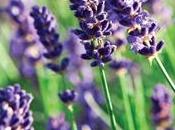 Infuso lavanda