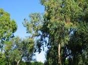 Olio essenziale eucalipto