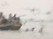 BOLOGNA: Veronica Gaido espone dittico “Grande Nibbio” Arte Fiera