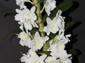 Dendrobium nobile