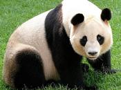 Allarme estinzione panda, tigri, rinoceronti entro 2050