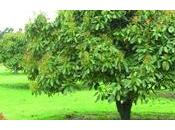Avocado pianta