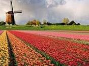 L'Olanda tulipani