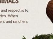 Ultimo desiderio maiali prima essere sgozzati