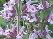 Salvia officinalis