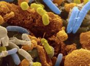 microbiota salute mentale