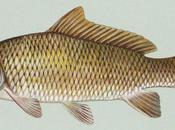 Renzi pescatore English” World Economic Forum: “CARPE DIEM. Cogliamo l’att… pardon, carpe, adesso! Let’s carp fishing today tomorrow! Carpe-diem means exactly that!”.