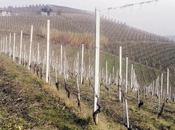 De-gustatevi Langhe!