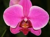 Potatura orchidea