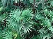 Divani giardino rattan