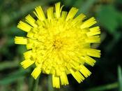 super drenanate naturale: Pilosella