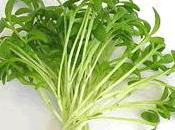 segrete qualità crescione: scrigno benefici salute