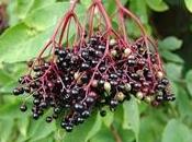 Sambucus nigra