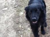 Siracusa: strage cani contrada Serramendola, cresce numero degli animali uccisi
