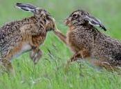 Come distinguere lepri conigli