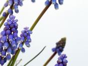 muscari sonante Muscari’s sound