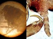 antichi microscopi davano risultati paragonabili quelli moderni