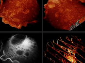 Nuovo microscopio produce filmati delle cellule