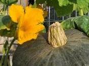 Zucca verde