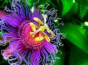 Passiflora incarnata, solo sonno