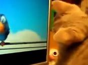 video degli animali pubblicano sfruttamento?