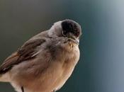 OGGI CAPINERA venuta pranzo
