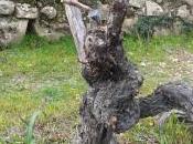 Liguria Wine Experience