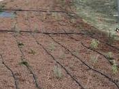 Impianto irrigazione goccia