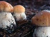Come coltivare funghi porcini