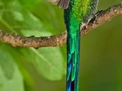 colibrì, frammento dell'arcobaleno