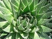 Pianta aloe