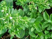 salutare alternativa allo Zucchero: Stevia Rebaudiana, tutti Benefici