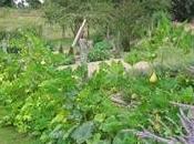 Coltivazione zucchine