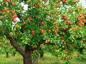 Melo l'albero della bellezza