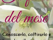 fiore mese”