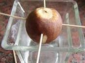 Piantare avocado