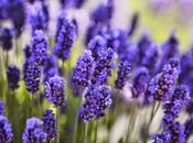 Lavanda, pianta multitasking