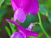 Piselli odorosi fatati-Abracadabra